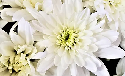お花入れのイメージ